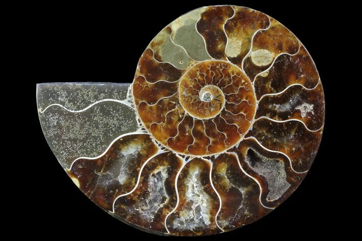 Agatized Ammonite Fossil (Half) - Madagascar #83871